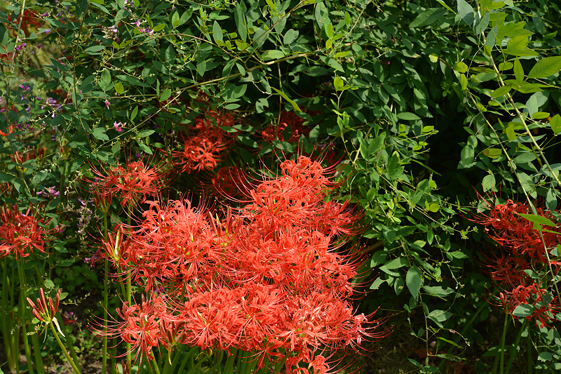 image0110