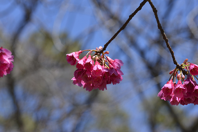 image0243