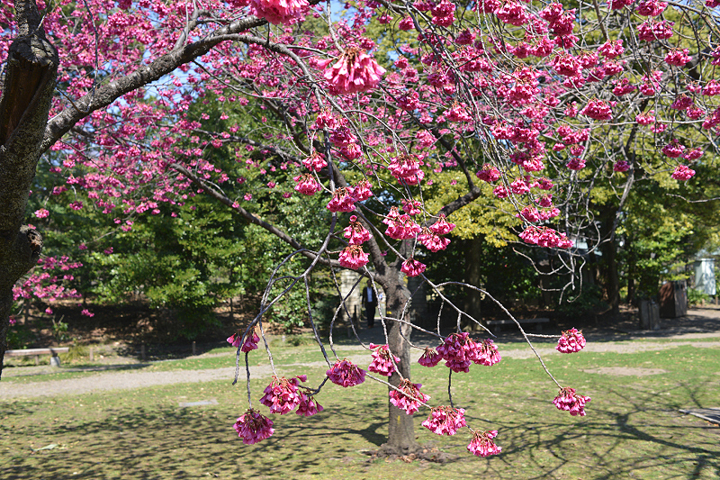 image0268