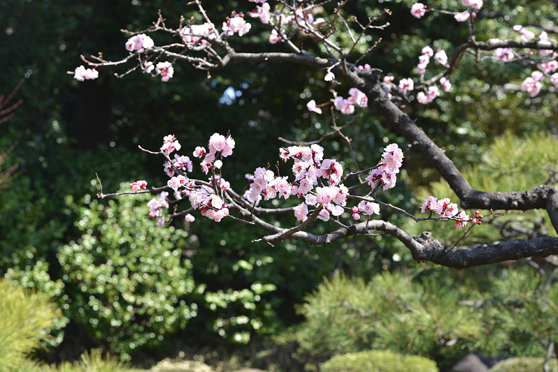image0337