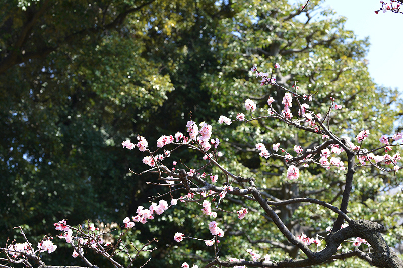 image0338
