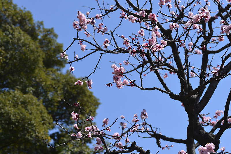image0339