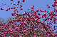 image0265