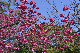 image0270