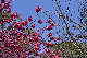 image0271
