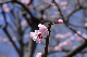 image0313