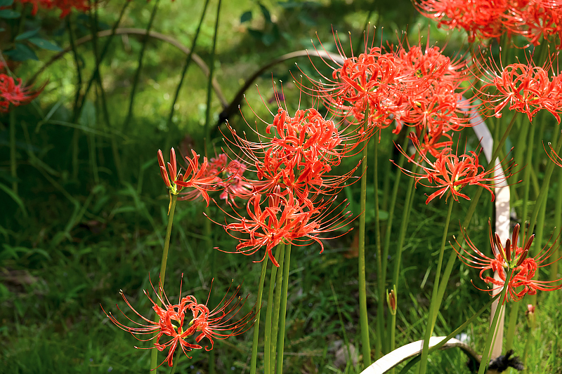 image0096
