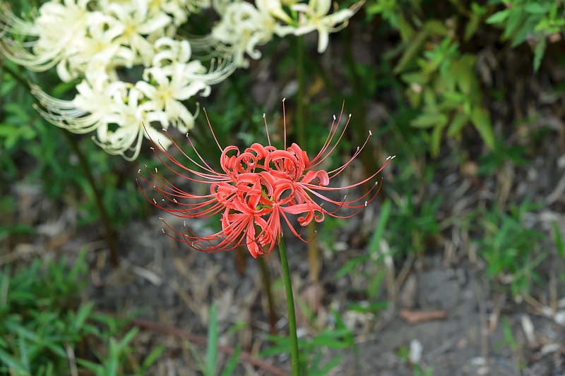 image0129