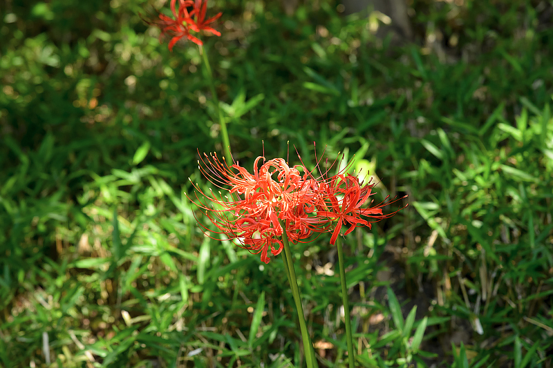image0131