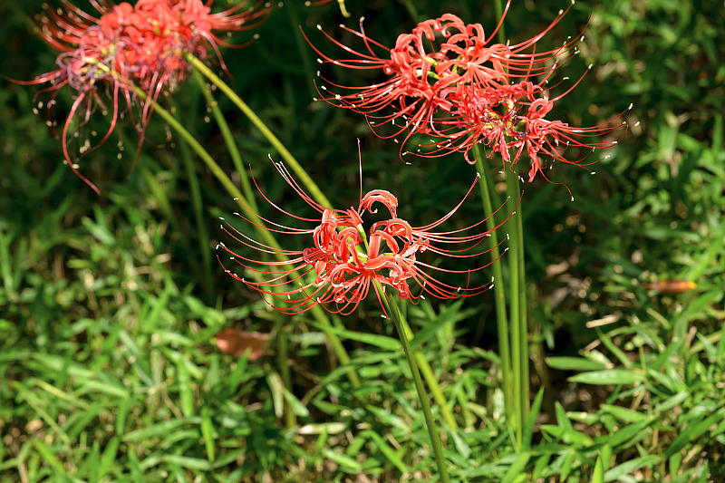image0133