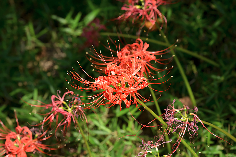 image0135