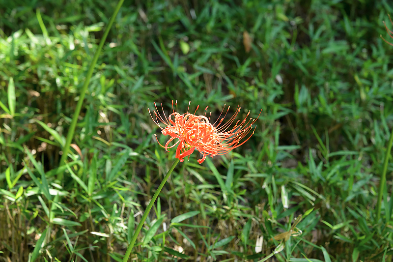 image0139