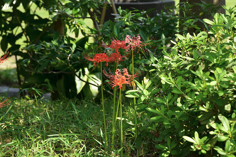 image0162