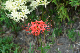 image0129