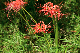 image0133