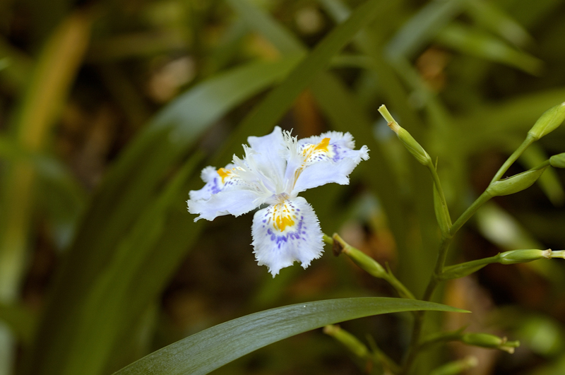 image0061