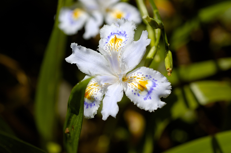 image0065