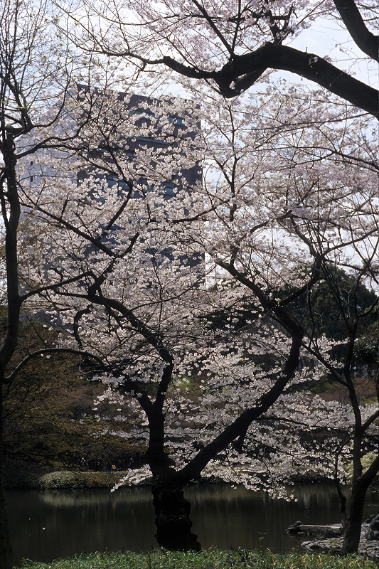 image0066