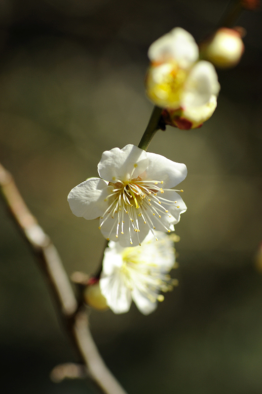 image0082