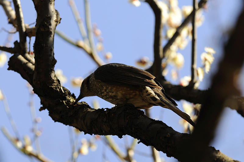 image0099