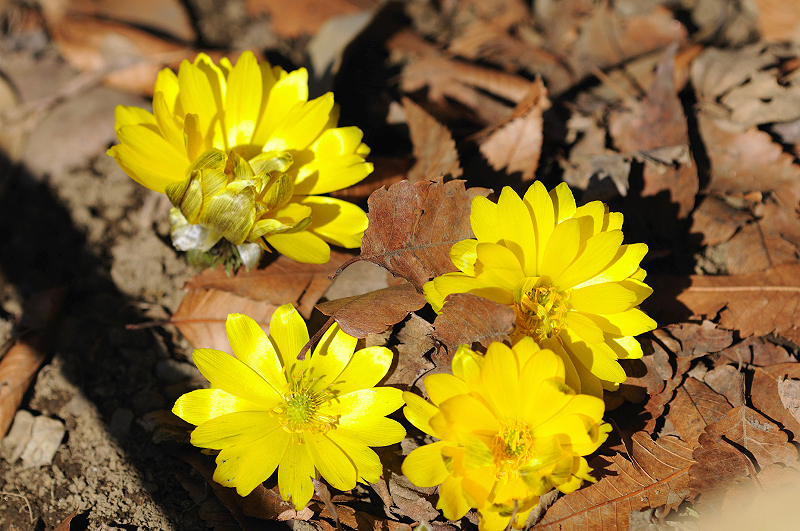 image0155