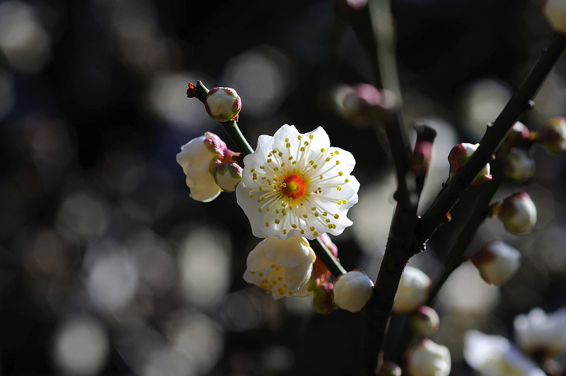 image0177