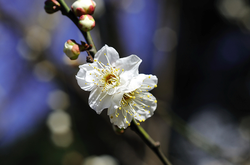 image0179