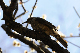 image0100