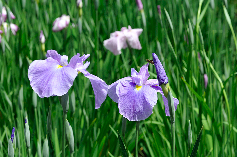image0098
