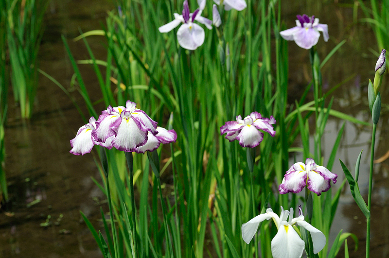 image0125