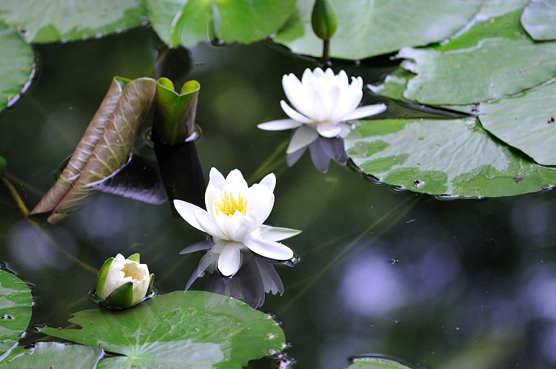 image0177