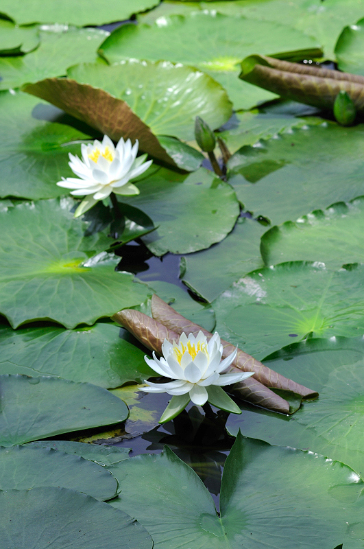 image0193