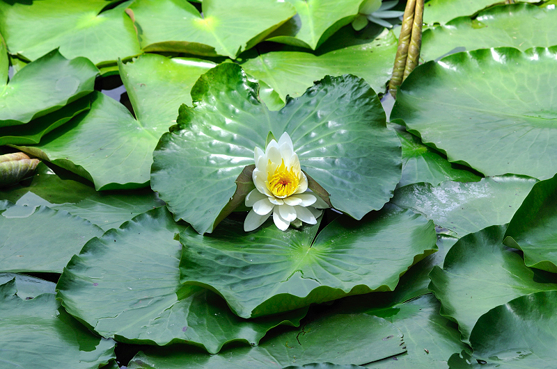 image0194