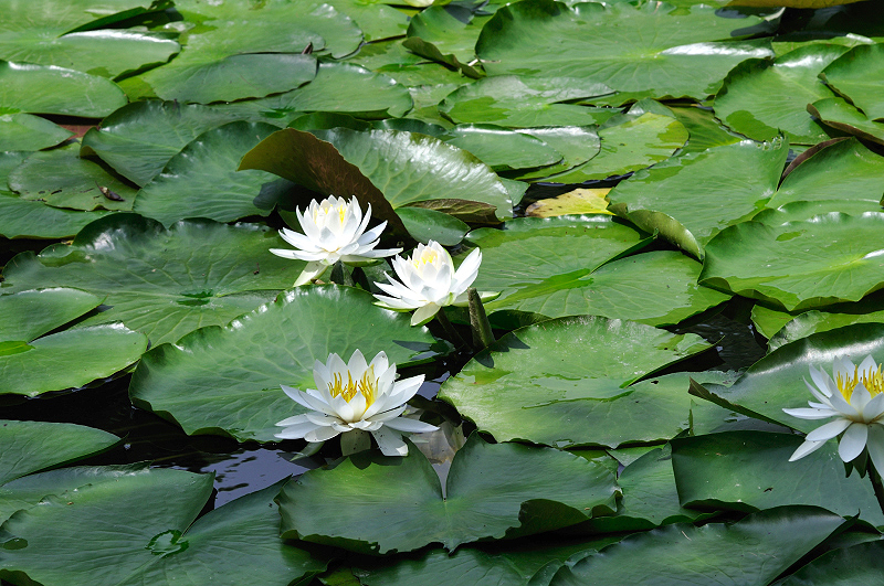 image0196