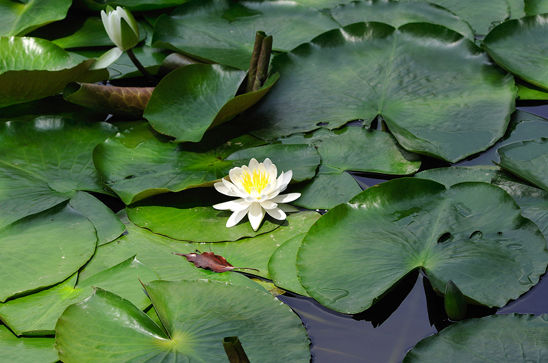 image0198
