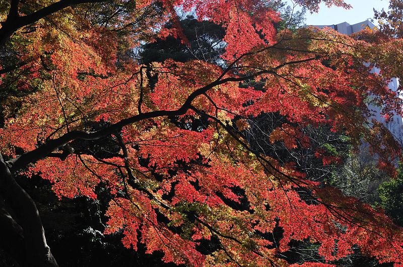 image0135