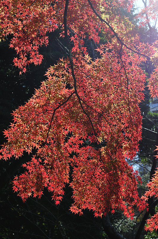 image0141