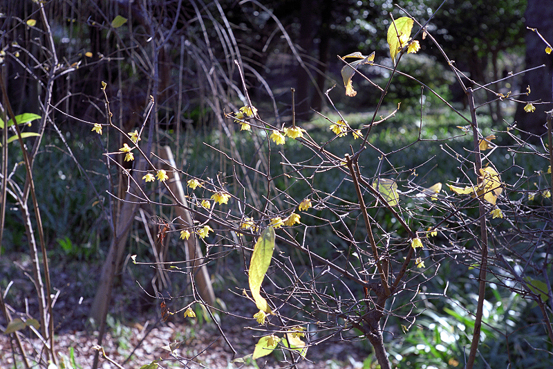 image0041
