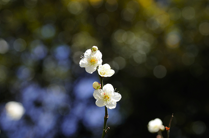 image0172