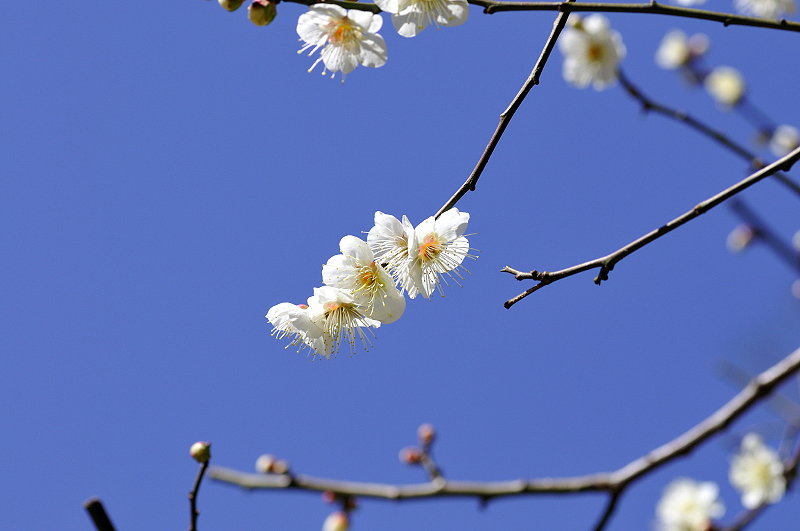 image0181