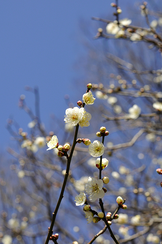 image0194