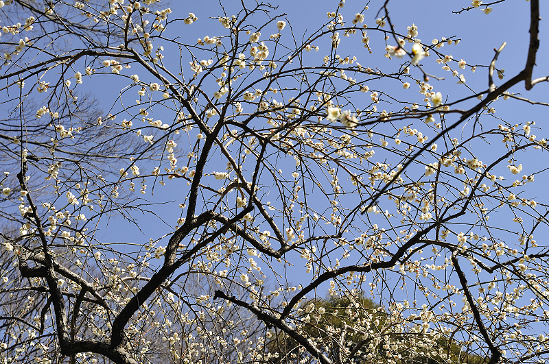 image0238
