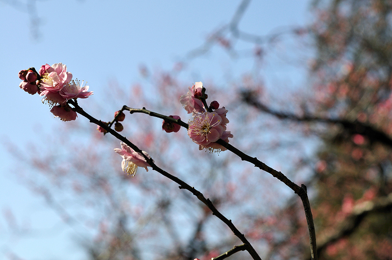 image0242