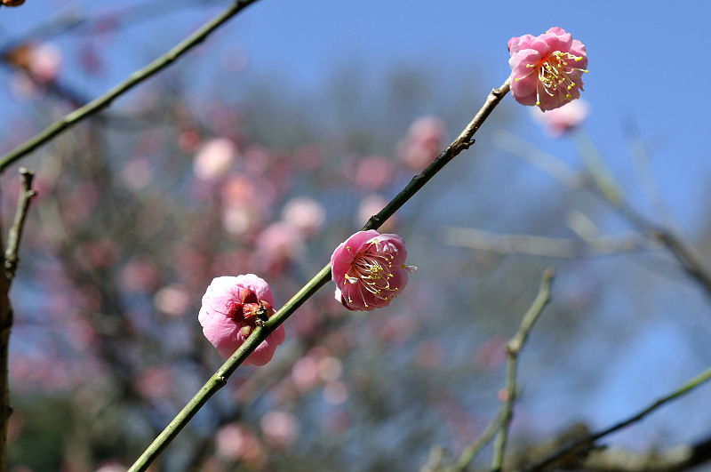 image0247