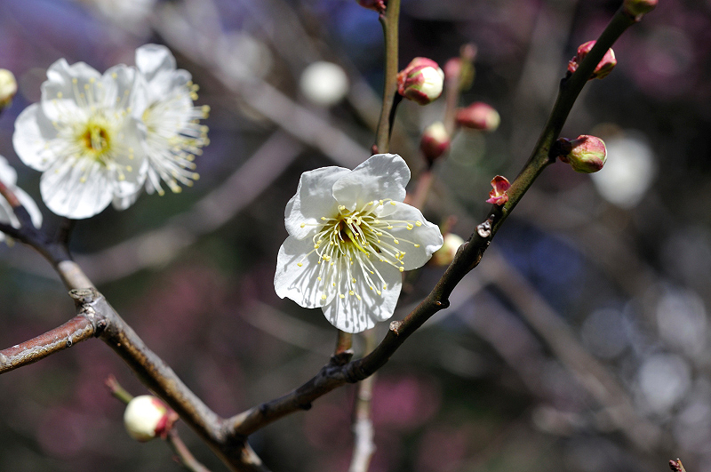image0250