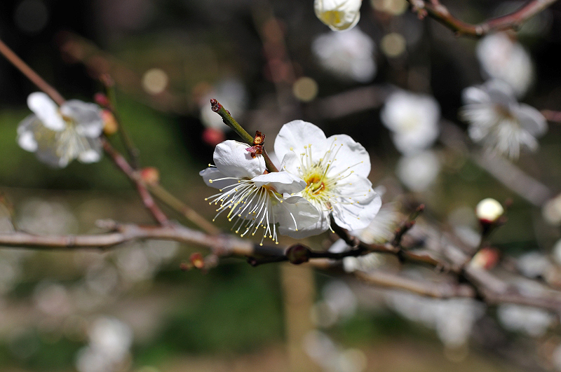 image0251