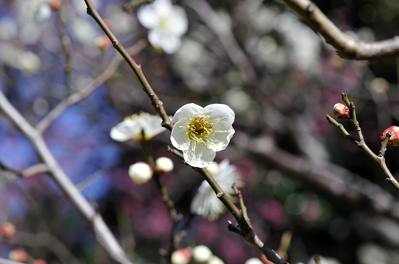 image0252