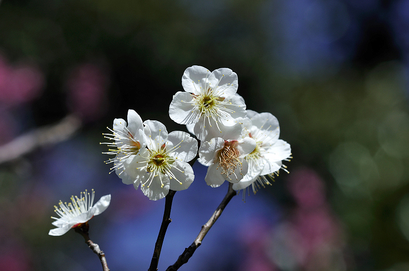 image0255