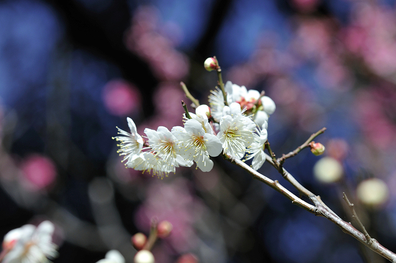 image0260