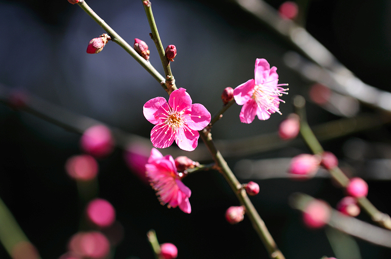 image0265
